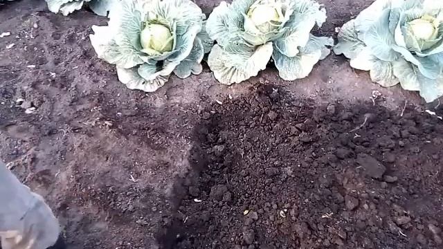 Как я делаю грядку под зимний чеснок лопатой и граблями смотреть онлайн