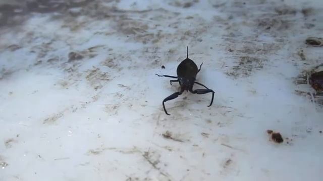 водяной скорпион !!! смотреть онлайн