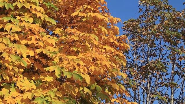 Алматы. Золотая осень в любимом городе смотреть онлайн