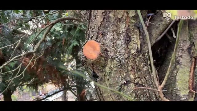 Black & Decker BES301 - test řezání mečové pily смотреть онлайн