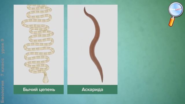 Биология 7 класс (Урок№9 - Черви. Общая характеристика и многообразие.) смотреть онлайн