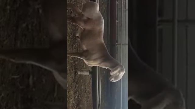 Баранчик арашанской породы | Хозяйство Вячеслава Жарковского г.Бишкек | арашан койлору смотреть онлайн