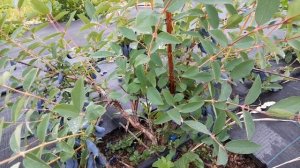 Дегустация жимолости. Дочь великана, мамонтёнок, голубой банан, вечный зов, восторг, княгиня и др