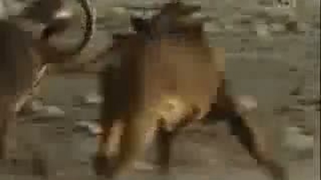 FIFA World Cup 2010 Animales Jugando Soccer Futbol смотреть онлайн