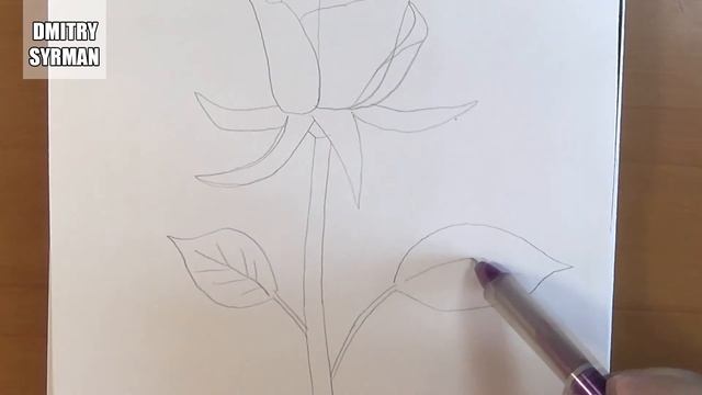 How to draw Rose, Как нарисовать розу, Рисунки смотреть онлайн