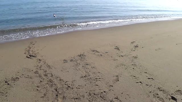 Горбуша с охотского моря . Сестра меня обловила.. смотреть онлайн