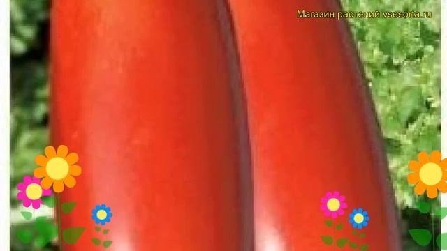 Томат обыкновенный Итальянские спагетти. Краткий обзор, описание характеристик, где купить семена смотреть онлайн