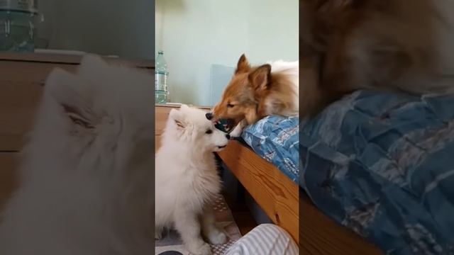 Самоед ?Король драмы? #собаки #самоед смотреть онлайн