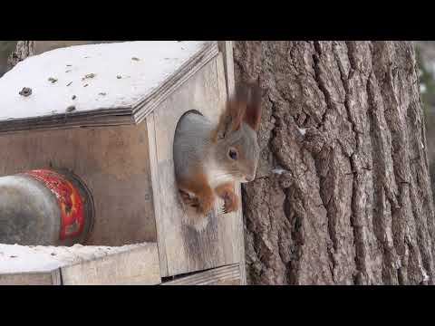 Белочка (28.01.2024) смотреть онлайн