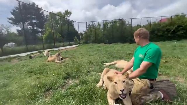 ВЕСЕЛО!!! Вот так знакомят молодых заигравшихся львов с ВОЛШЕБНЫМ ТАПКОМ Олега Зубкова))) смотреть онлайн
