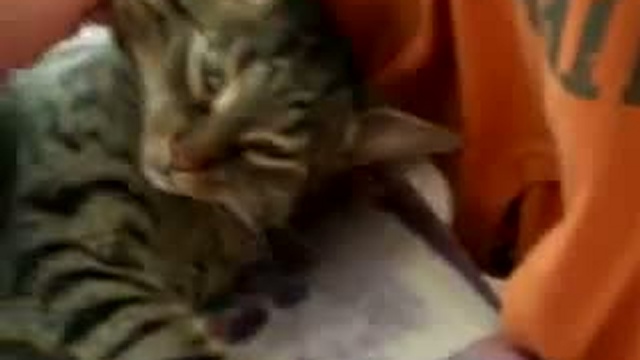 ОЧЕНЬ крепкий сон кота смотреть онлайн