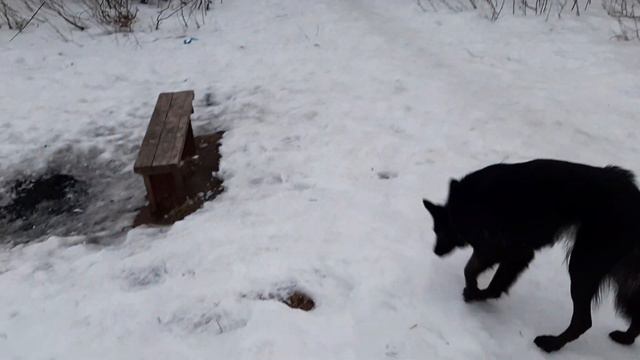 Крохинский лесопарк. Берег реки Которосль. Вечер в Ярославле смотреть онлайн