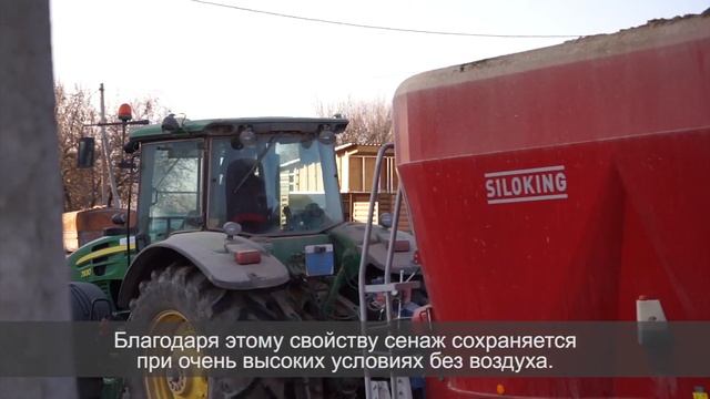 Сенажно зерновой откорм овец смотреть онлайн