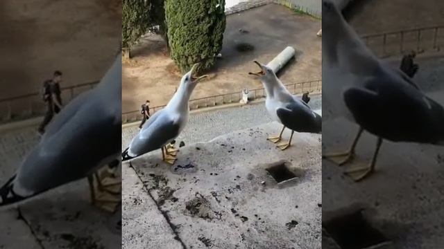 Чайки ржут? смотреть онлайн