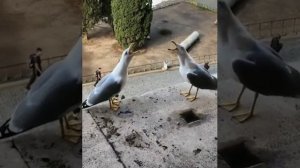 Чайки ржут?