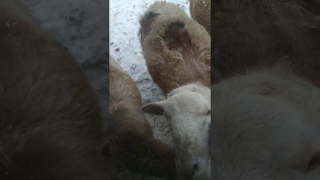 Весна близко: у катумской породы овец начался процесс линьки. смотреть онлайн