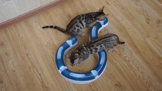 Бенгальские котята ) смотреть онлайн