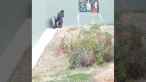 Gorilla making love | Gorilla breeding |Gorilla Mating {How Gorilla make a babies}