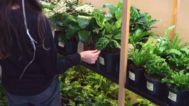 Folha Plant Shop смотреть онлайн