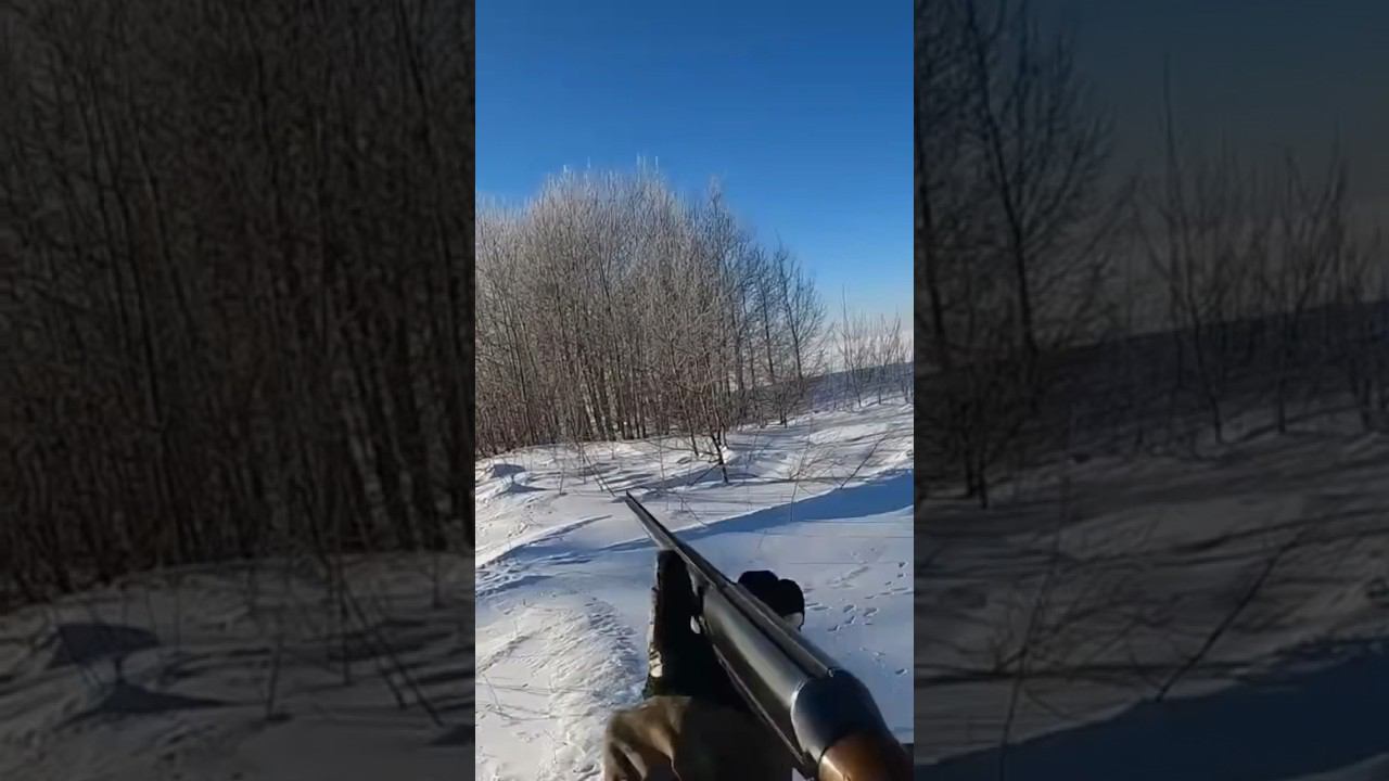 Охота на зайца, выстрел сквозь деревья #охота #охотаназайца смотреть онлайн