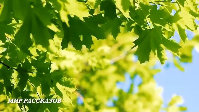 Волшебные миры