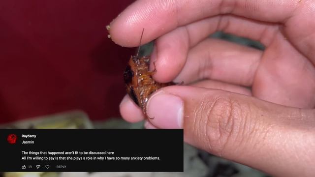 HUNGRY tarantulas EAT YOUR EX !!! | Happy late Valentine's Day ❤️ смотреть онлайн