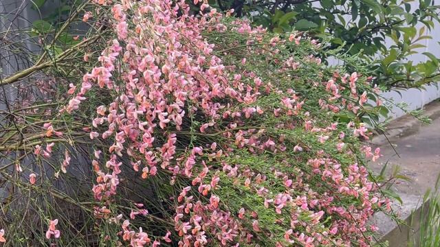 Ракитник - садовый цветущий кустарник. Как цветет садовый куст - ракитник. смотреть онлайн