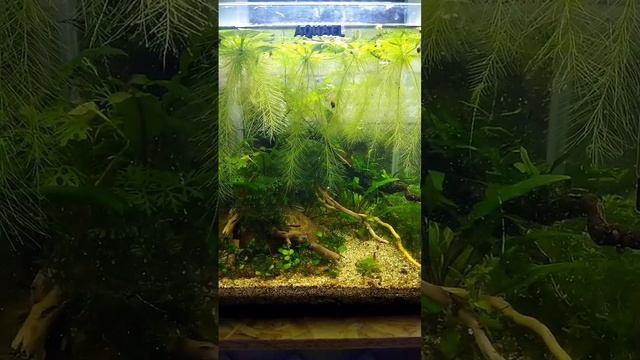 Креветочник Aquael Shrimp set 20 (19литров) смотреть онлайн