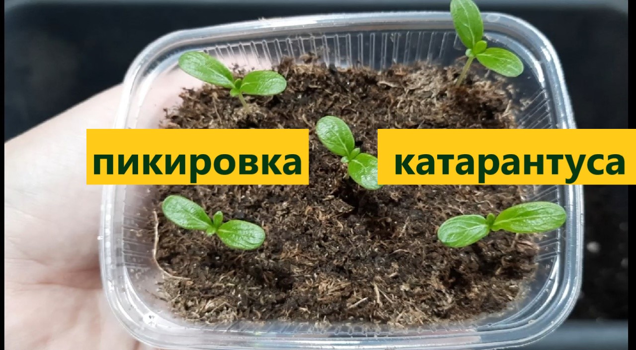 Пикировка катарантуса на ранней стадии развития. Состав грунта и содержание проростков. смотреть онлайн