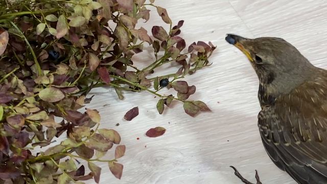 ПИПИШКА ОБОЖАЕТ ЧЕРНИКУ ? смотреть онлайн