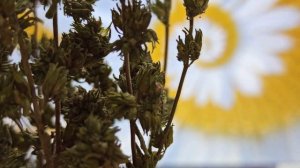 КАК ПРАВИЛЬНО БРОСАТЬ ГОРСТЬ ЗЕМЛИ НА ПОХОРОНАХ