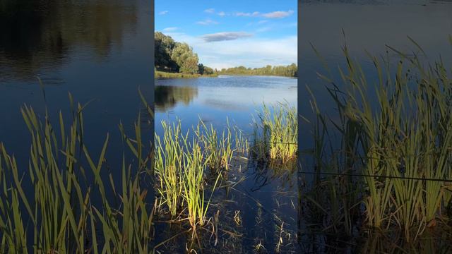 «НАПОРОЛ ПЛОТВЫ НА ПОПЛАВОК» #shorts #поплавок #река