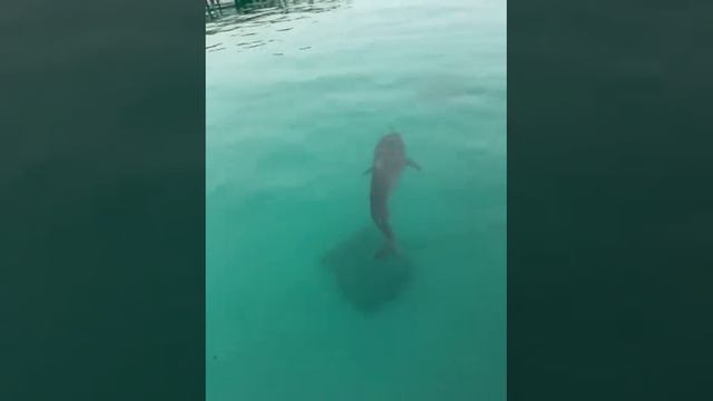 Та самая акула в Хургаде. смотреть онлайн