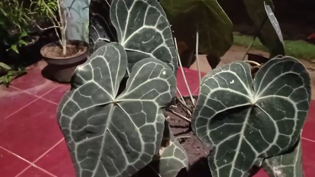 Kuping gajah tarantula смотреть онлайн