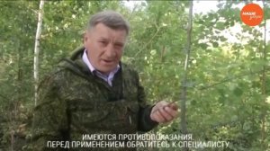 Кора осины, как народное средство