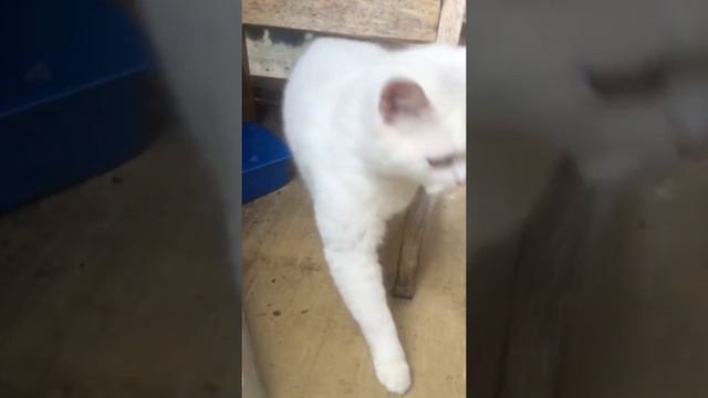 Белую кошку оставили в садоводстве бывшие хозяева смотреть онлайн