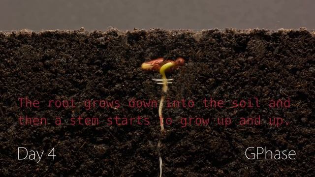 The Life Cycle of a Bean Plant for Kids смотреть онлайн