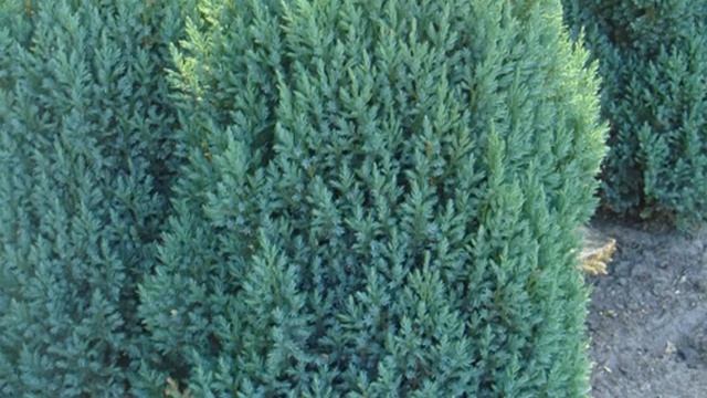 Можжевельник Стрикта китайский: описание, посадка и уход смотреть онлайн