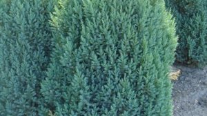 Можжевельник Стрикта китайский: описание, посадка и уход