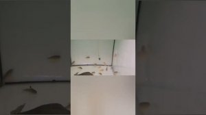 Разведение   коридорасов штербы.