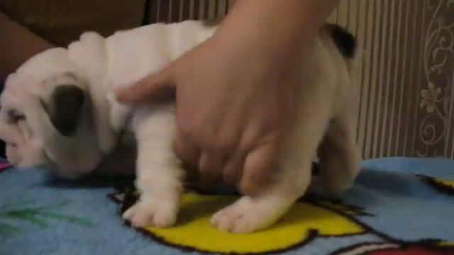 Английский бульдог лучшие-British bulldogs the best. смотреть онлайн