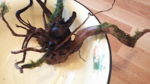 ЧТО ДЕЛАТЬ С КОРЯГОЙ И МХОМ? I ПРИКРЕПЛЯЕМ МОХ К КОРЯГЕ