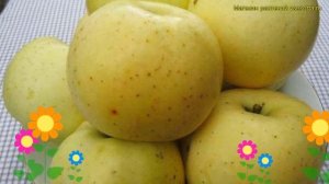 Яблоня домашняя Брянское золотистое. Краткий обзор, описание malus domestica Brianskoe zolotistoe