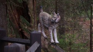 Ленивый Турист Заповедник Брянский Лес Выпуск 22