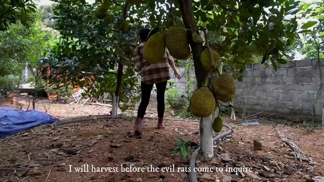 Harvesting Gourds, Wormwood, Papaya and Jackfruit - Take It To Upland Market To Sell | Anh Bushcraf смотреть онлайн