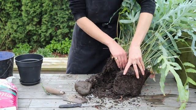 Phlebodium Blue Star - Divide and Re-Pot смотреть онлайн
