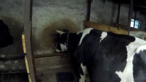 РАЗВЕДЕНИЕ КОРОВ  И ТЕЛЯТ-НАШ ПРИМЕР и БИЗНЕС ИДЕИ ДЛЯ ДЕРЕВНИ ИЛИ СЕЛА