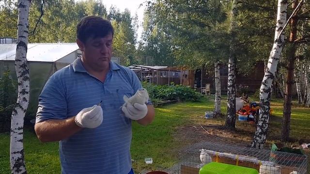 Перепела Техасцы. пол перепелки. Сортируем перепелок. дача смотреть онлайн