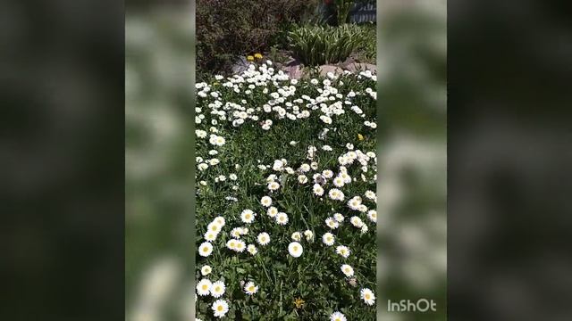 Маргаритки цветут в моем саду #shorts смотреть онлайн