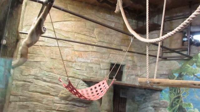 ОБЕЗЬЯНКИ зоопарка ЛИМПОПО Нижний Новгород смотреть онлайн